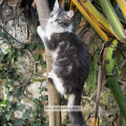 Photo 1/1 Pichou Chat lost in El mouradia