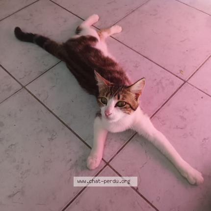 Photo 1/1 Vaiana Chat lost in Champ st pere