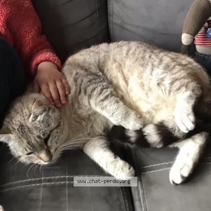 Photo 1/3 Petit loup Chat lost in St pierre de frugie