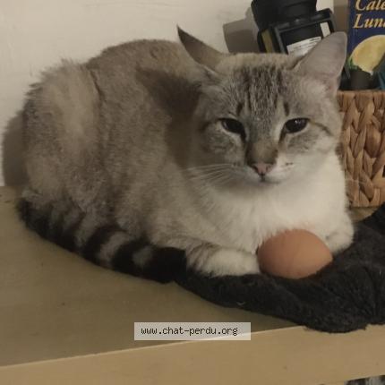 Photo 2/3 Petit loup Chat lost in St pierre de frugie