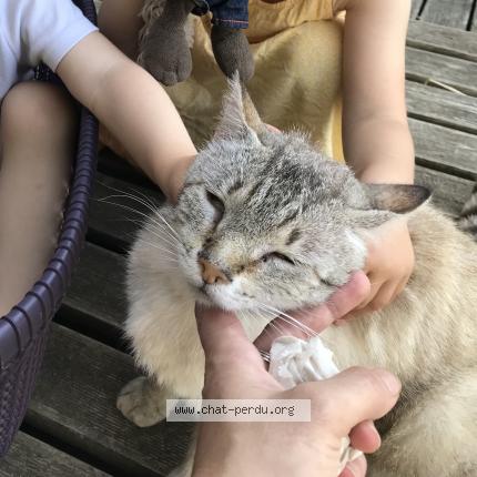 Photo 3/3 Petit loup Chat lost in St pierre de frugie