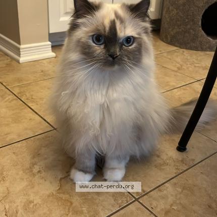 Photo 1/1 Feta Cat lost in Mont Tremblant