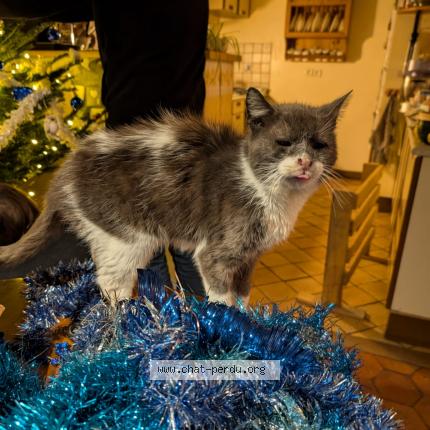 Photo 1/1 Mimi Chat lost in Gagny