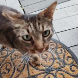 Picture of cat found at Mernel