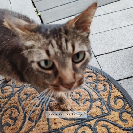 Photo 1/1 Found cat Found in Mernel