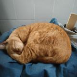 Picture of cat lost at Narbonne