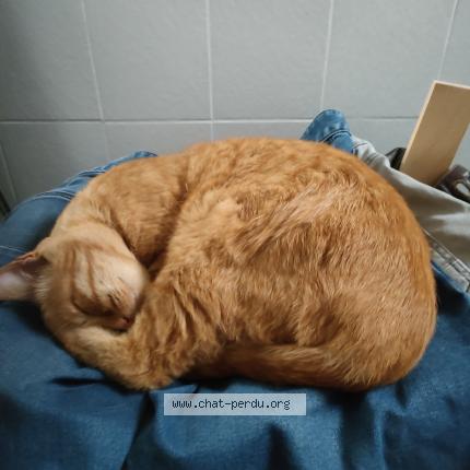 Photo 1/4 Noé Chat lost in Narbonne