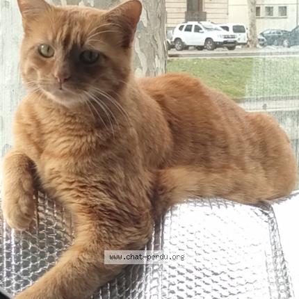 Photo 2/4 Noé Chat lost in Narbonne