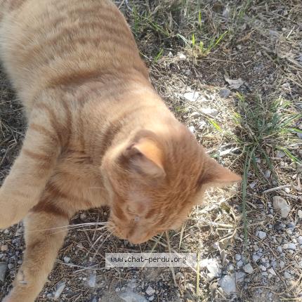 Photo 3/4 No&eacute; Chat lost in Narbonne