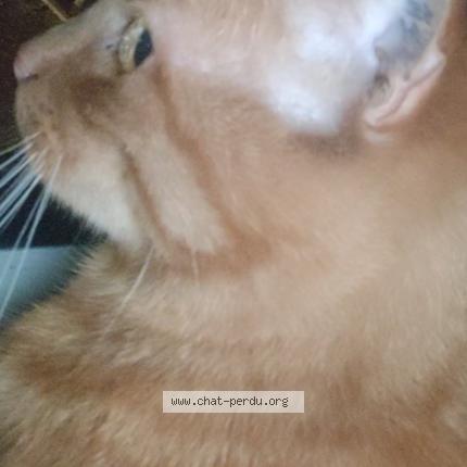 Photo 4/4 Noé Chat lost in Narbonne