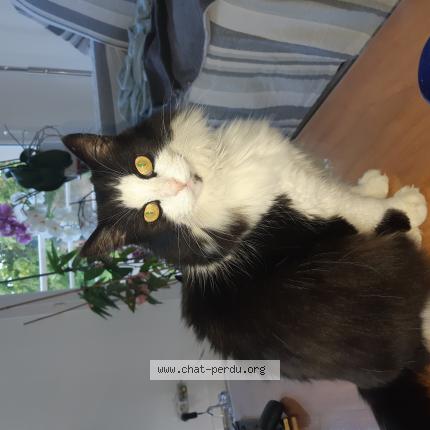 Photo 1/1 Roméo Chat lost in Perigny