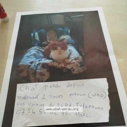 Photo 1/1 Uno Chat lost in Nantes