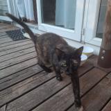 Picture of cat found at Le Grau Du Roi Camping Yelloh