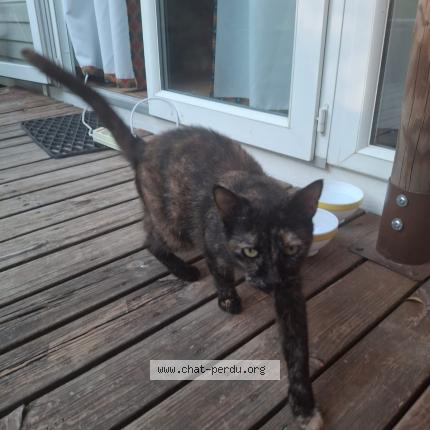 Photo 1/1 Found cat Found in Le grau du roi camping yelloh