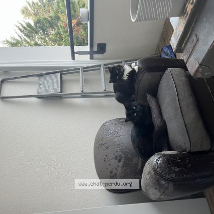 Photo 1/1 Gribouille Chat lost in Biscarrosse