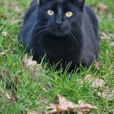 Picture of cat found at Mios