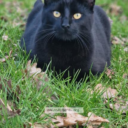 Photo 1/1 Found cat Found in Mios