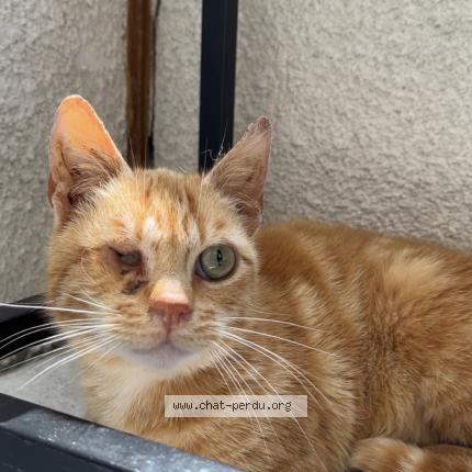 Photo 1/1 Figaro Chat lost in Marchaux champoux