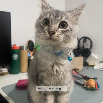 Photo 1/1 Aki Chat lost in City of san fernando