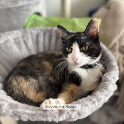 Photo 1/1 Pailette Chat lost in Haubourdin