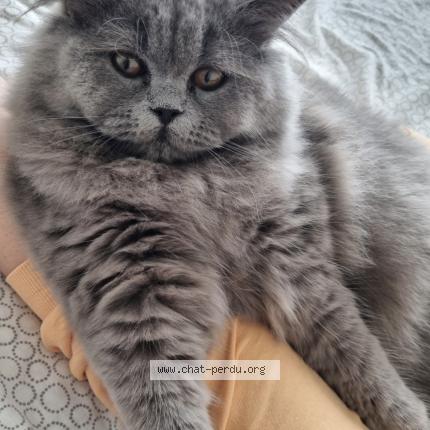 Foto van vermiste kat in Dendermonde