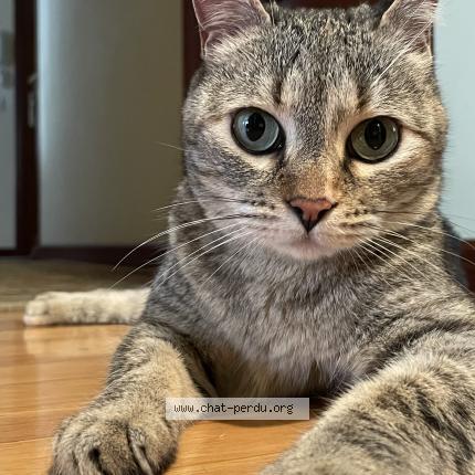 Photo 1/1 Perlita Chat lost in Deyme