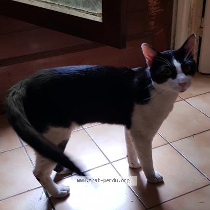 Photo 1/1 Found cat Found in Juvisy sur orge