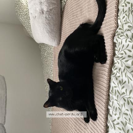 Photo 1/1 L&eacute;on Chat lost in Montpellier ovalie