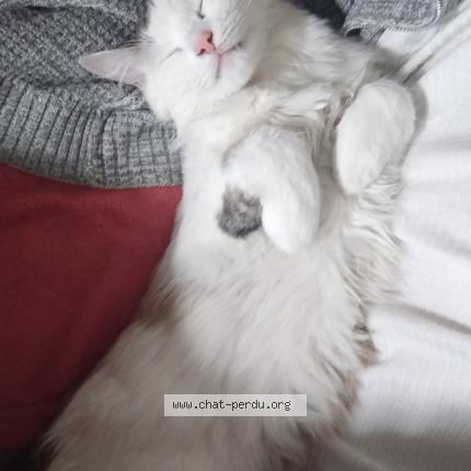 Photo 1/1 Nilou Chat lost in Etterbeek