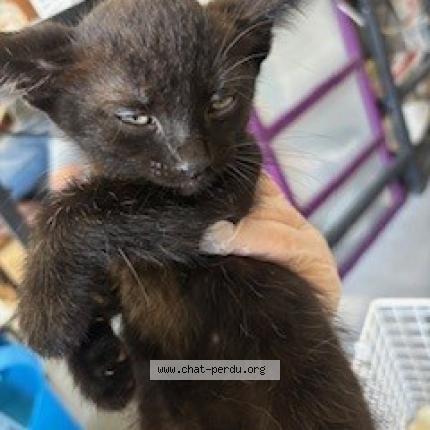 Photo 1/1 Found cat Found in Wattrelos