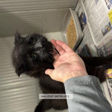 Photo 1/1 Found cat Found in Wattrelos