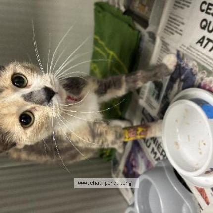 Photo 1/1 Found cat Found in Tourcoing