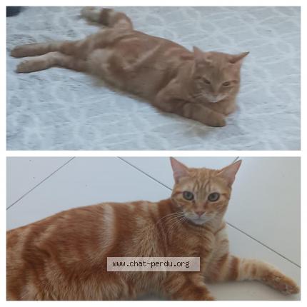 Photo 1/1 Bandit Chat lost in Coulouniex chammiers