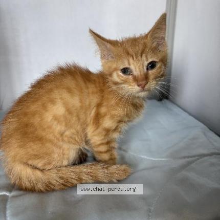 Photo 1/1 Found cat Found in Lys lez lannoy