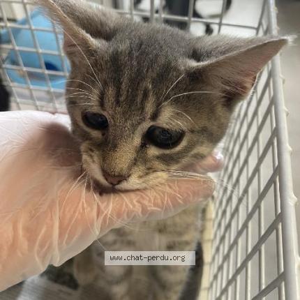 Photo 1/1 Found cat Found in Roubaix