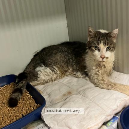 Photo 1/1 Found cat Found in Leers