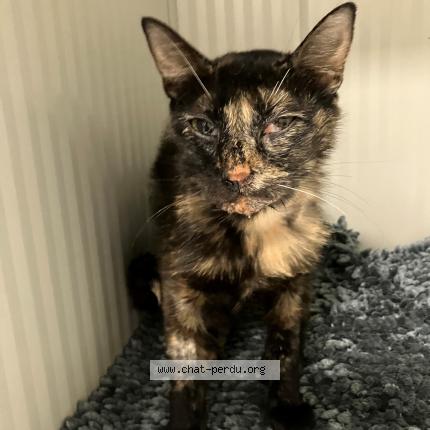 Photo 1/1 Found cat Found in Roubaix