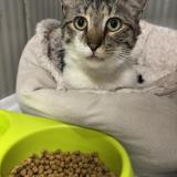 Picture of cat found at Roubaix