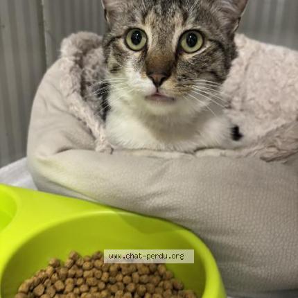 Photo 1/1 Found cat Found in Roubaix