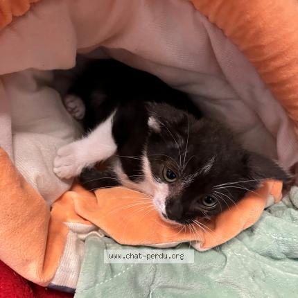 Photo 1/1 Found cat Found in Roubaix