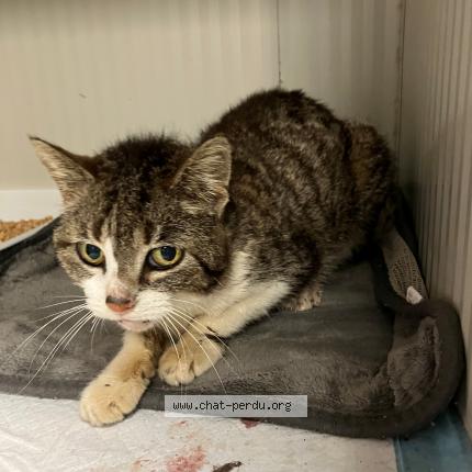 Photo 1/1 Found cat Found in Hem