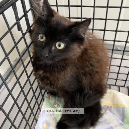 Photo 1/1 Found cat Found in Roubaix