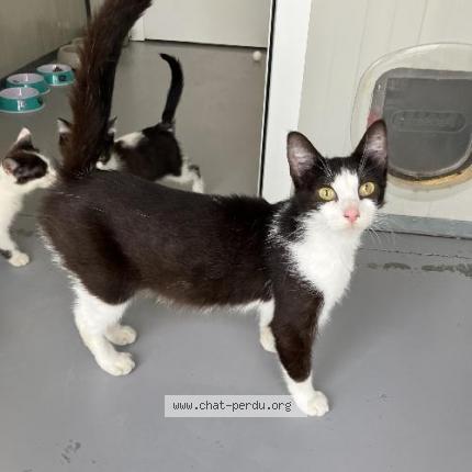 Photo 1/1 Found cat Found in Wattrelos