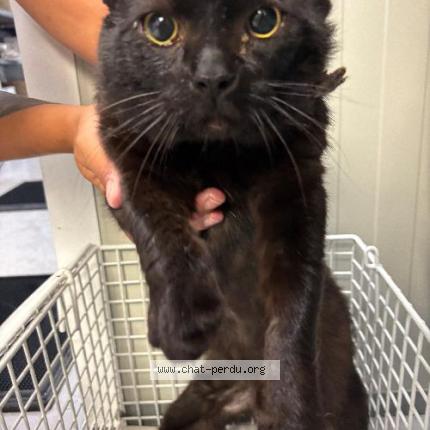 Photo 1/1 Found cat Found in Tourcoing