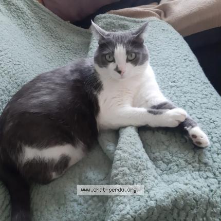 Photo 1/1 Plume Chat lost in Saint avertin