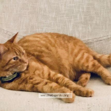 Photo 1/1 Sully Chat lost in Bruges