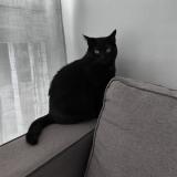 Picture of cat lost at Tourcoing