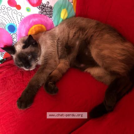 Photo 1/1 Tina Chat lost in Talloires