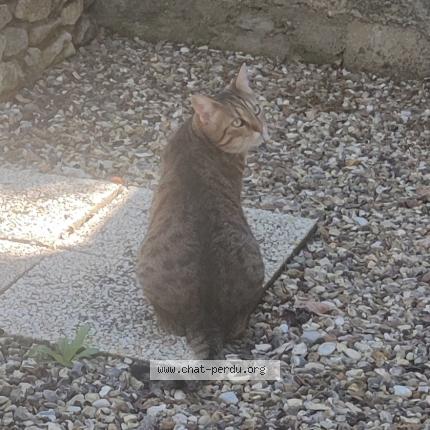 Photo 1/4 Ta&iuml;ga Chat lost in Plougonvelin