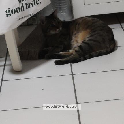 Photo 2/4 Ta&iuml;ga Chat lost in Plougonvelin